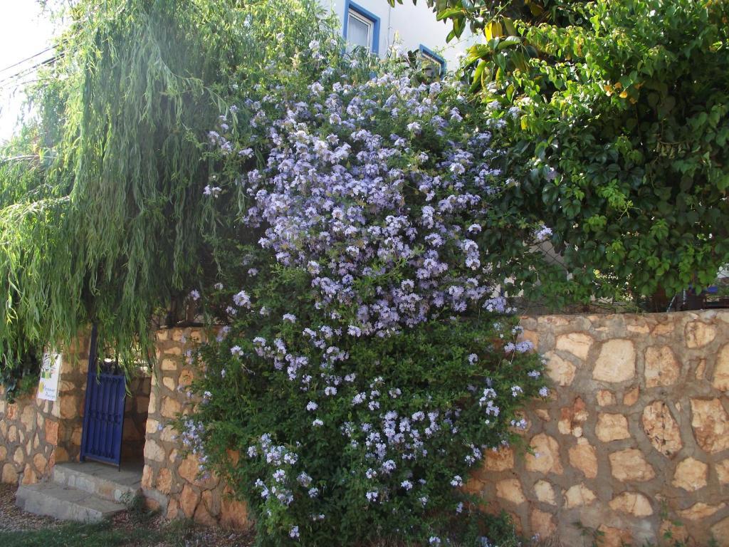 Miramar Pansiyon Kaş Exteriör bild